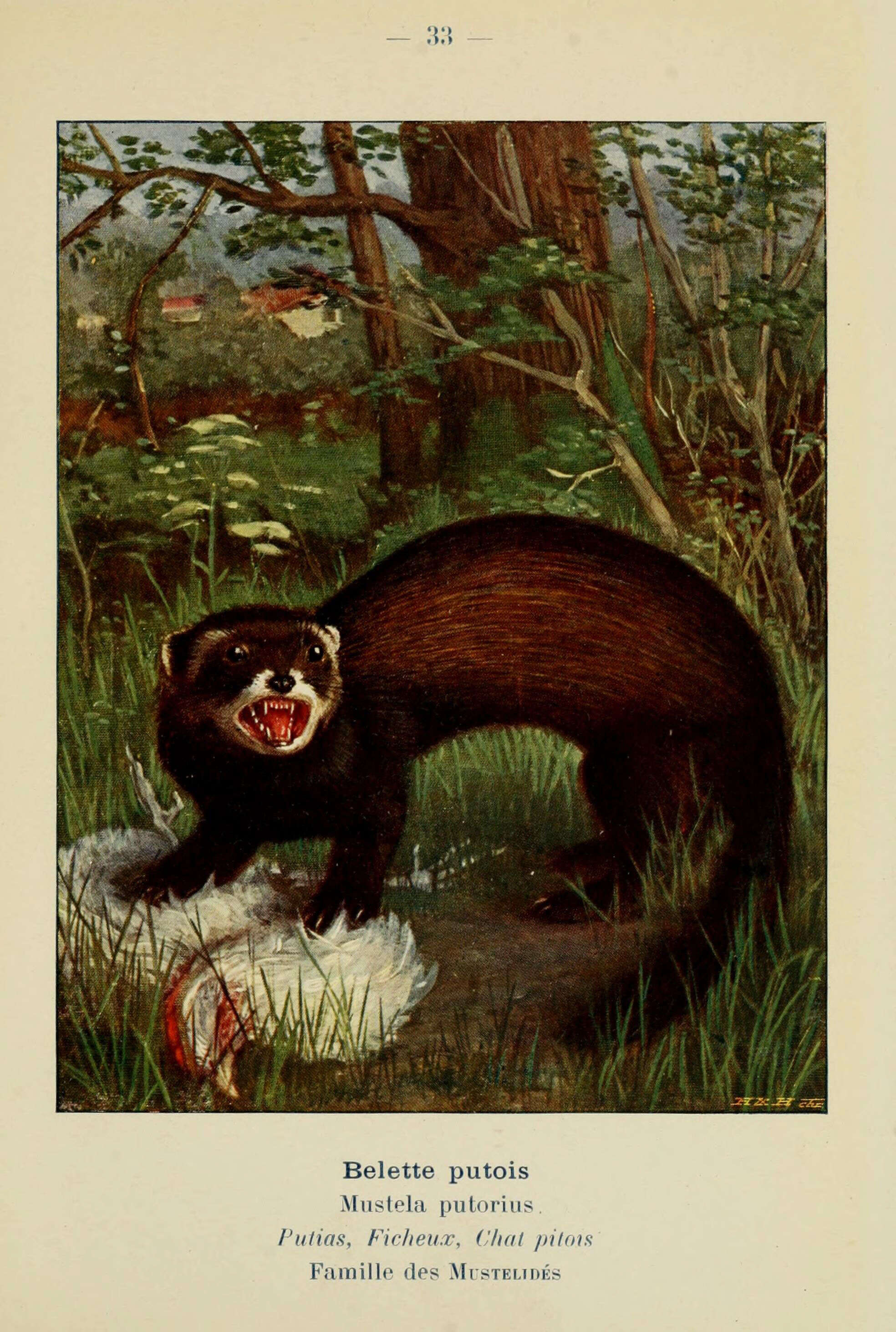 Image of western polecat, polecat