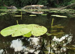 Image of Shining Pondweed