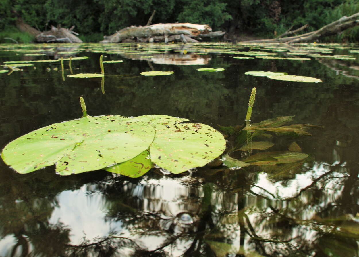 Image of Shining Pondweed