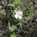 Image of Hibiscus flavifolius Ulbrich