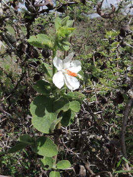 Image of Hibiscus flavifolius Ulbrich