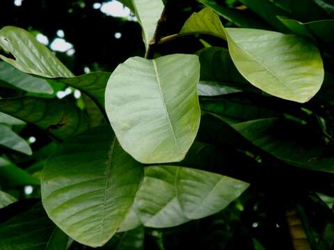 Image of Lophanthera lactescens Ducke