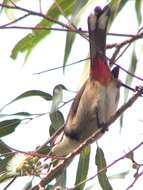 Image of Red-whiskered Bulbul