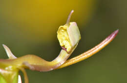 Image de Drakaea gracilis Hopper & A. P. Br.