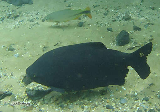 Image of Pacu