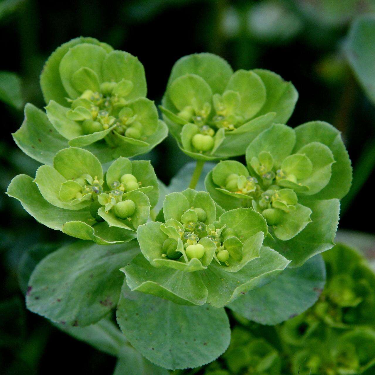 Image of fodder vetch