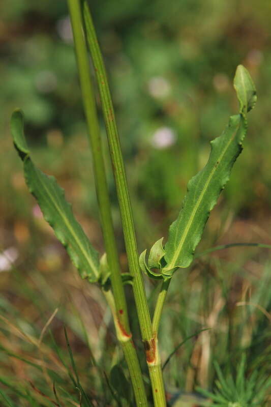 Image of Narrow-Leaf Sorrel