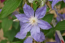 Image of Ranunculaceae