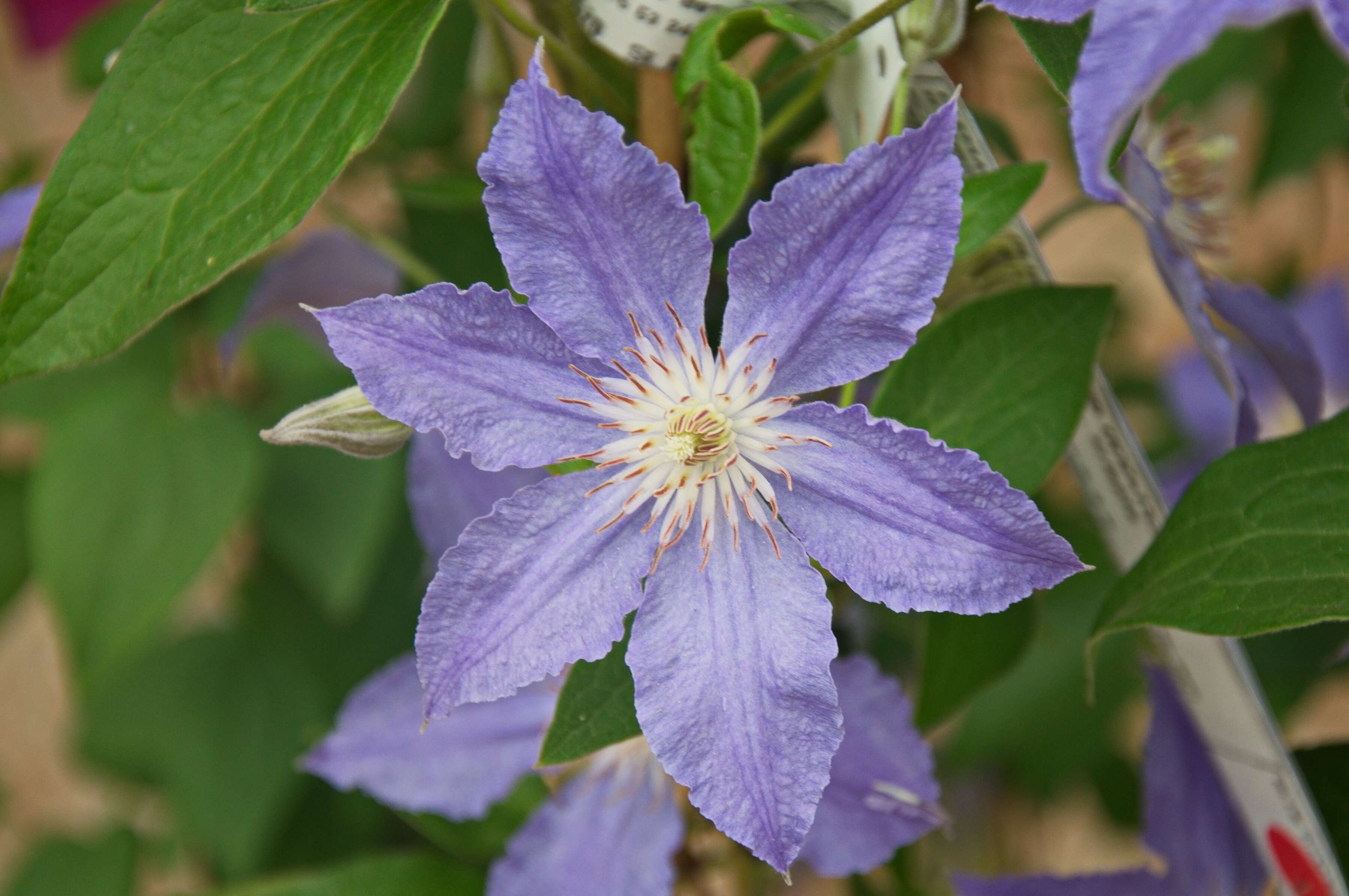 Image of Ranunculaceae