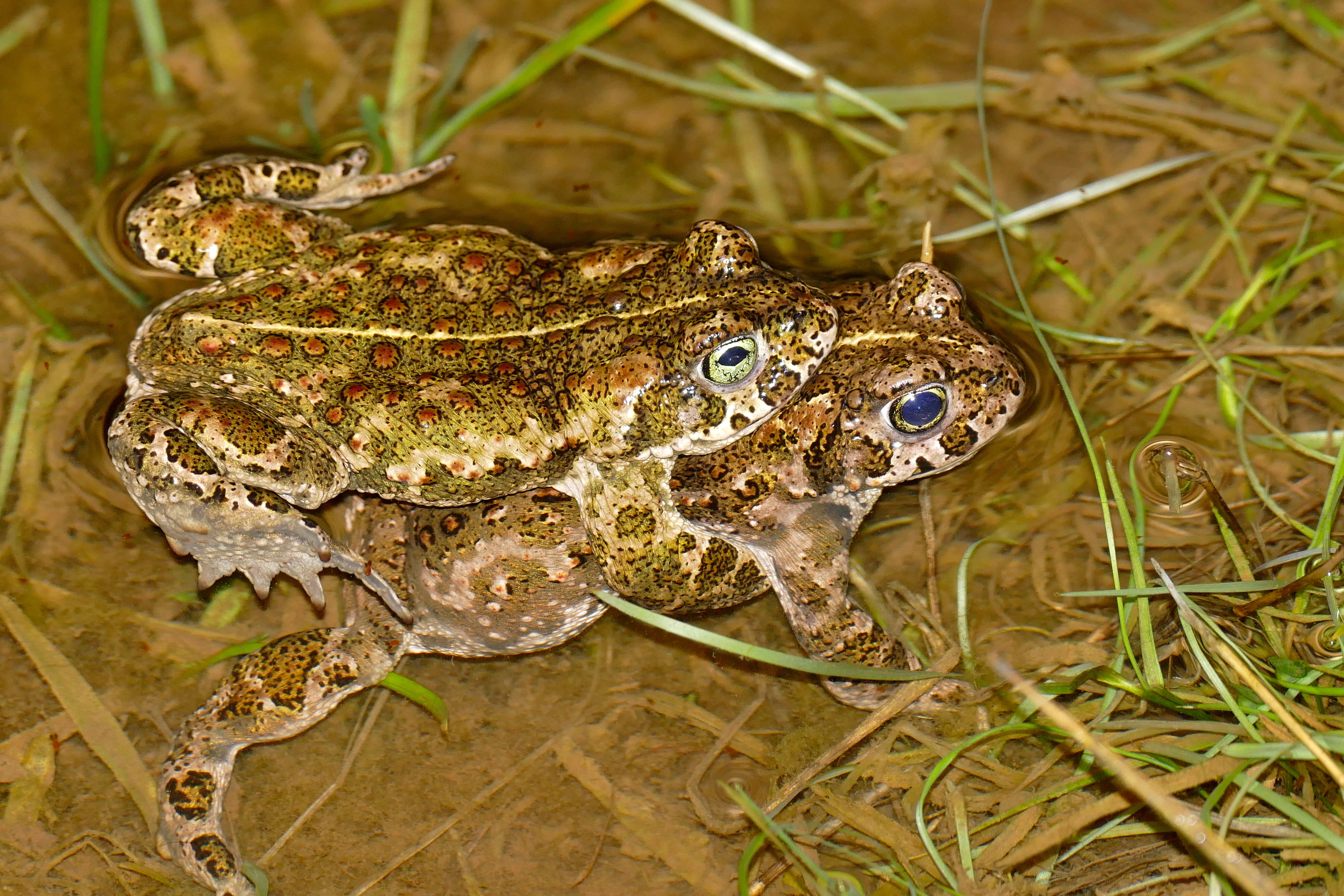 Image of Natterjack toad