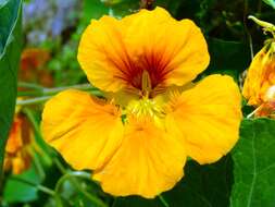 Image of nasturtium