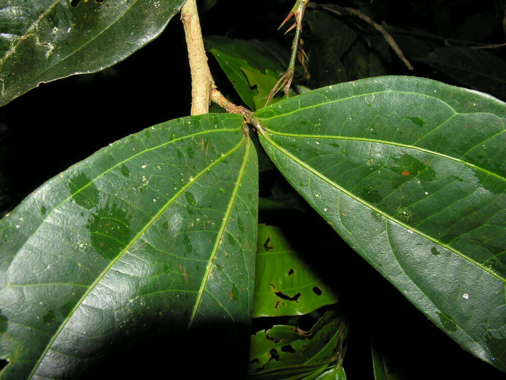 Image of Calliandra grandifolia P. H. Allen