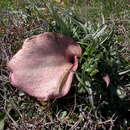 Image of Helicodiceros muscivorus (L. fil.) Engl.