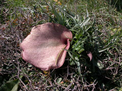 Image of Helicodiceros