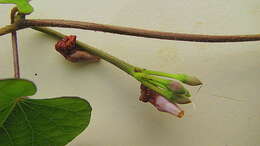 Image of Ipomoea cynanchifolia Meisn.