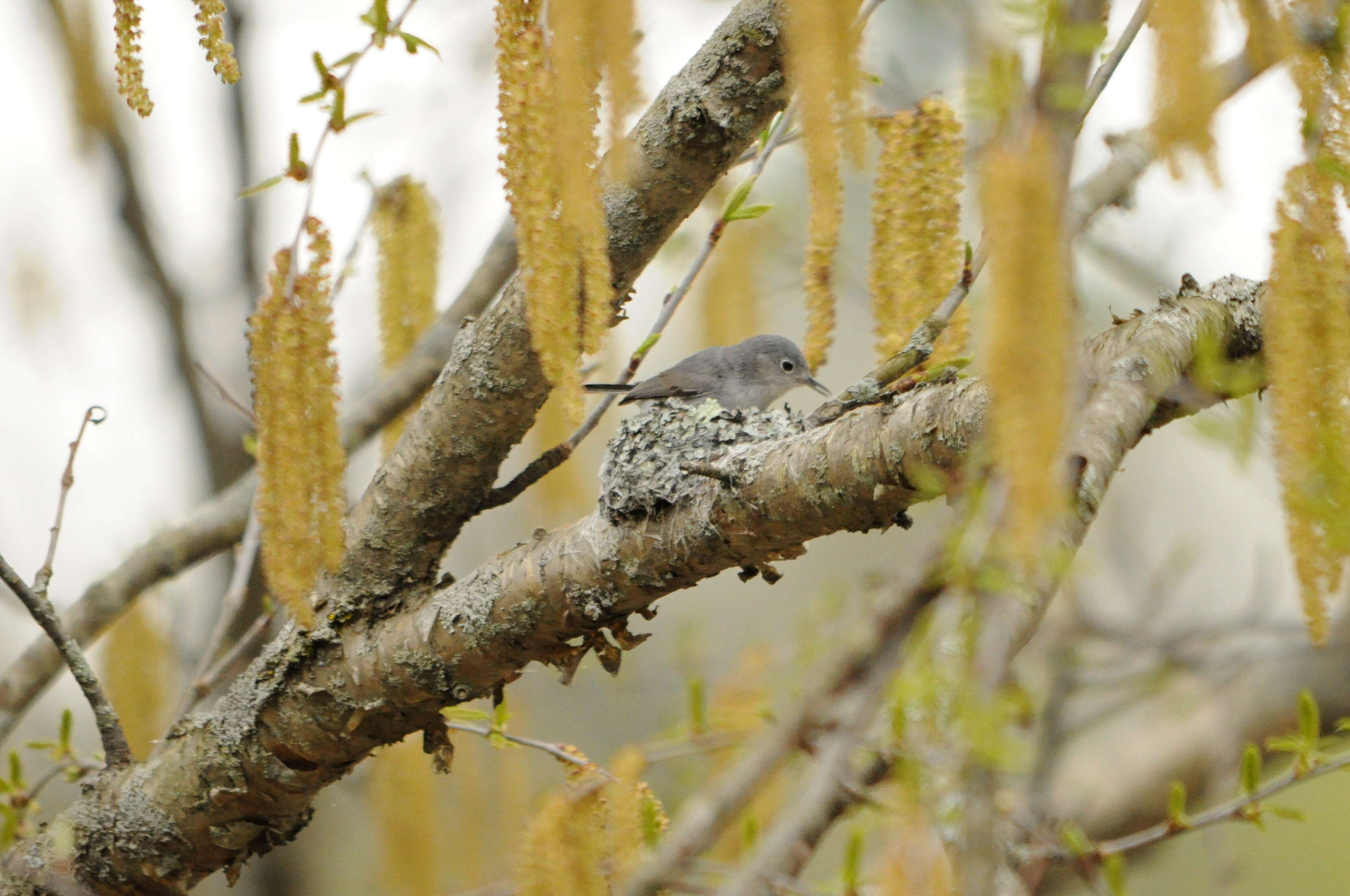 Image of gnatcatchers