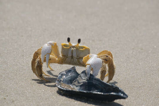 Image of Atlantic Ghost Crab