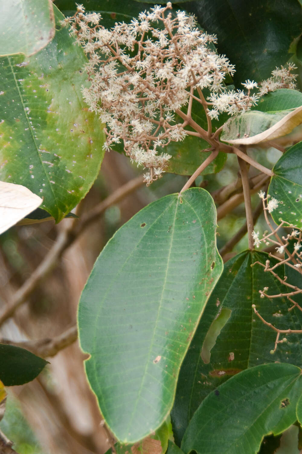 Image of Miconia argentea (Sw.) DC.