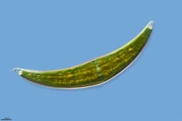 Image of Closterium moniliferum