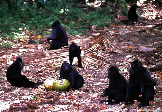 Image of Celebes crested macaque