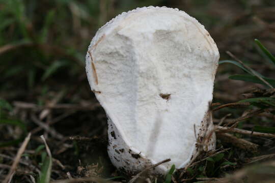 Image de Calvatia lilacina (Mont. & Berk.) Henn. 1904