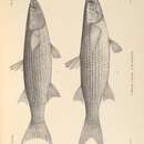 Image of Grey Mullet