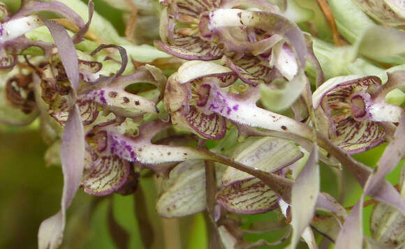 Image of Lizard orchid