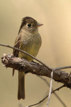 Image of Empidonax Cabanis 1855