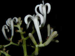 Image of Palicourea hondensis (Standl.) C. M. Taylor