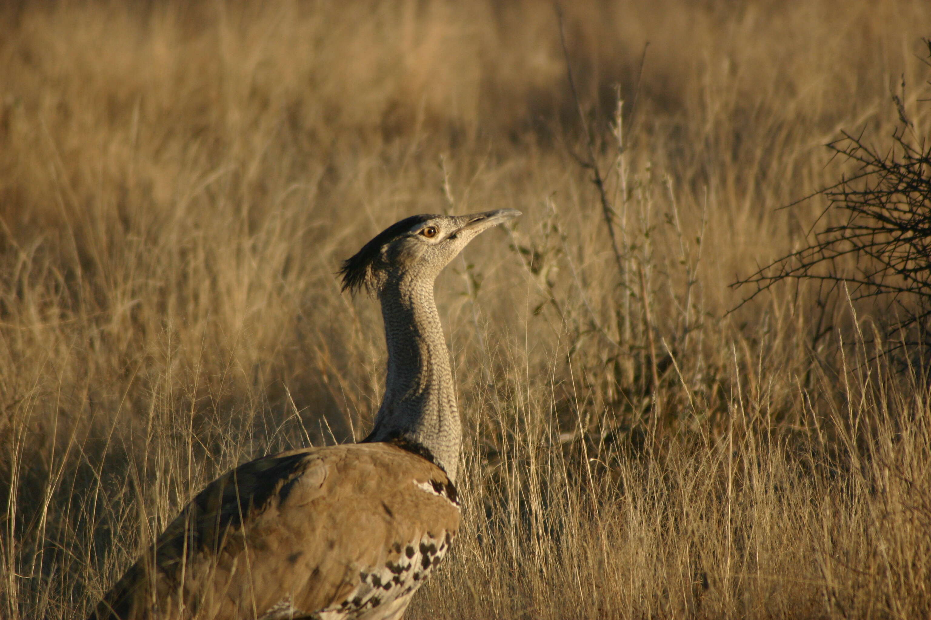 Image of Kori Bustard