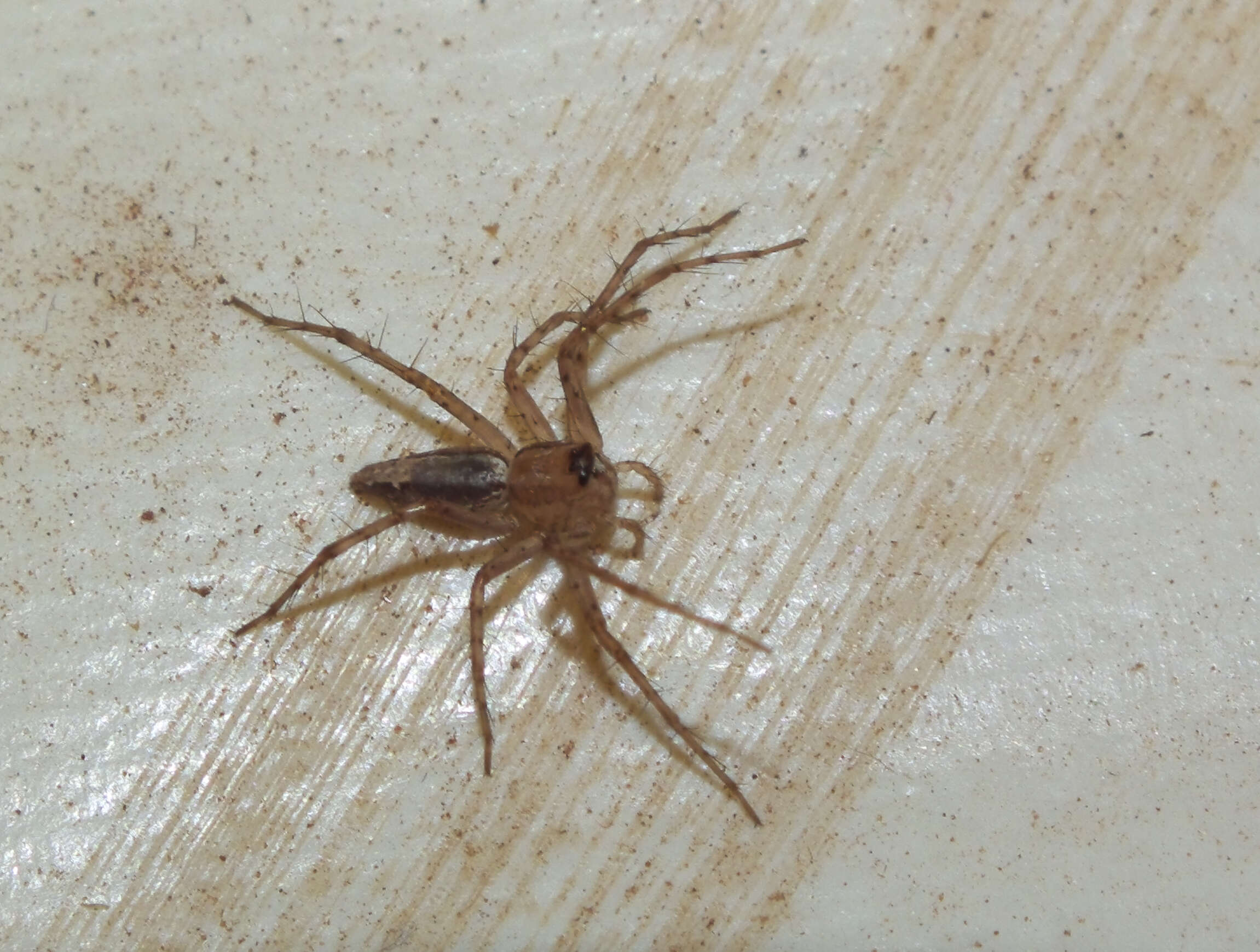 Image of lynx spider