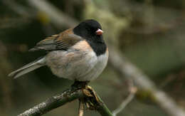 Image of juncos