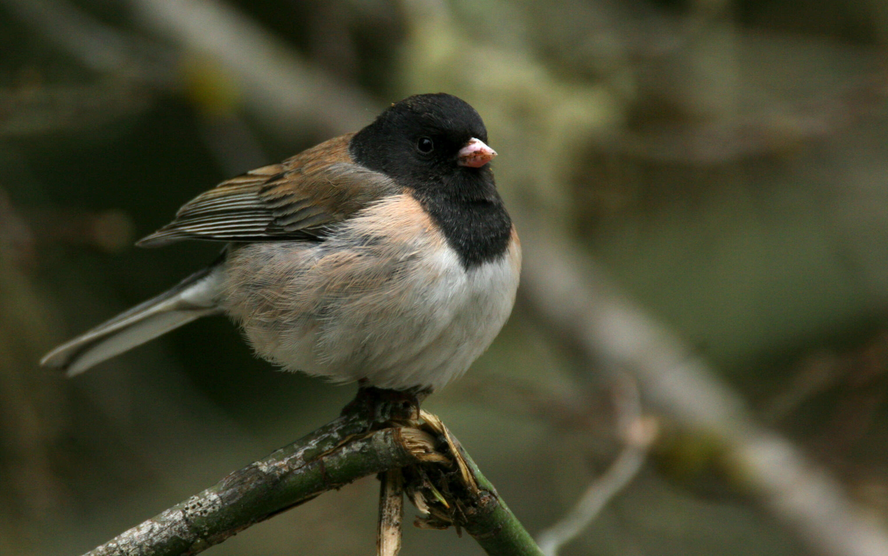 Image of juncos