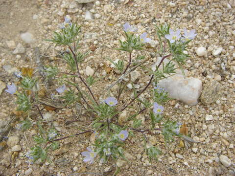 Imagem de Eriastrum diffusum (A. Gray) Mason