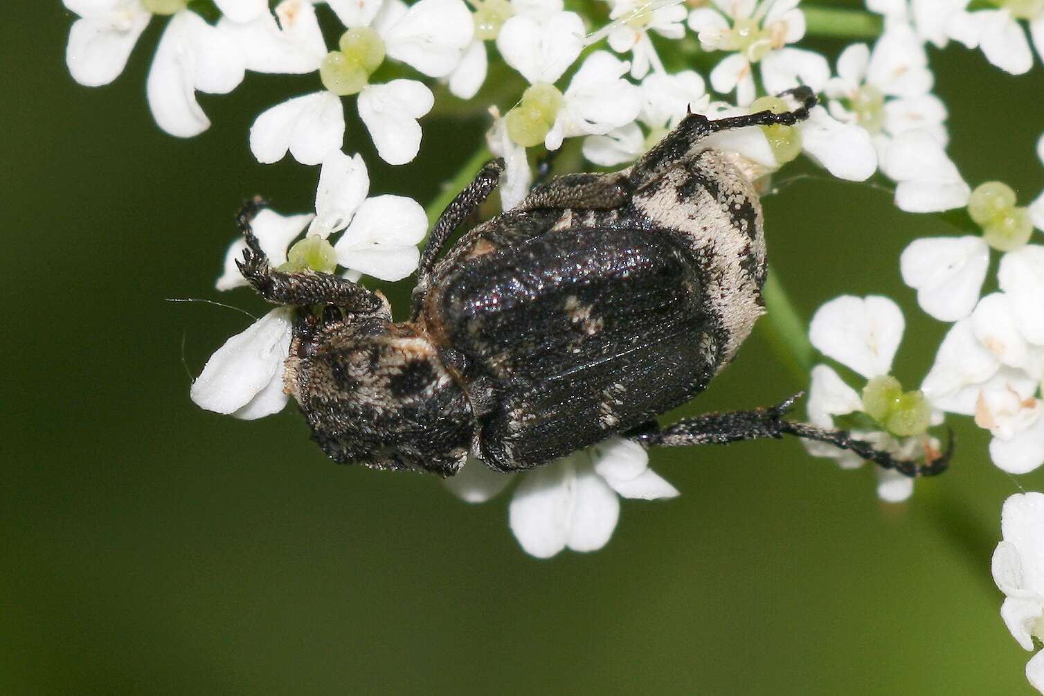 Image of Valgus hemipterus (Linnaeus 1758)