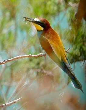 Image of bee-eater, european bee-eater