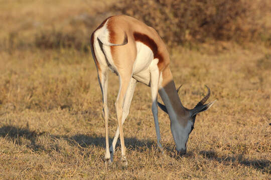 Image of Springbok