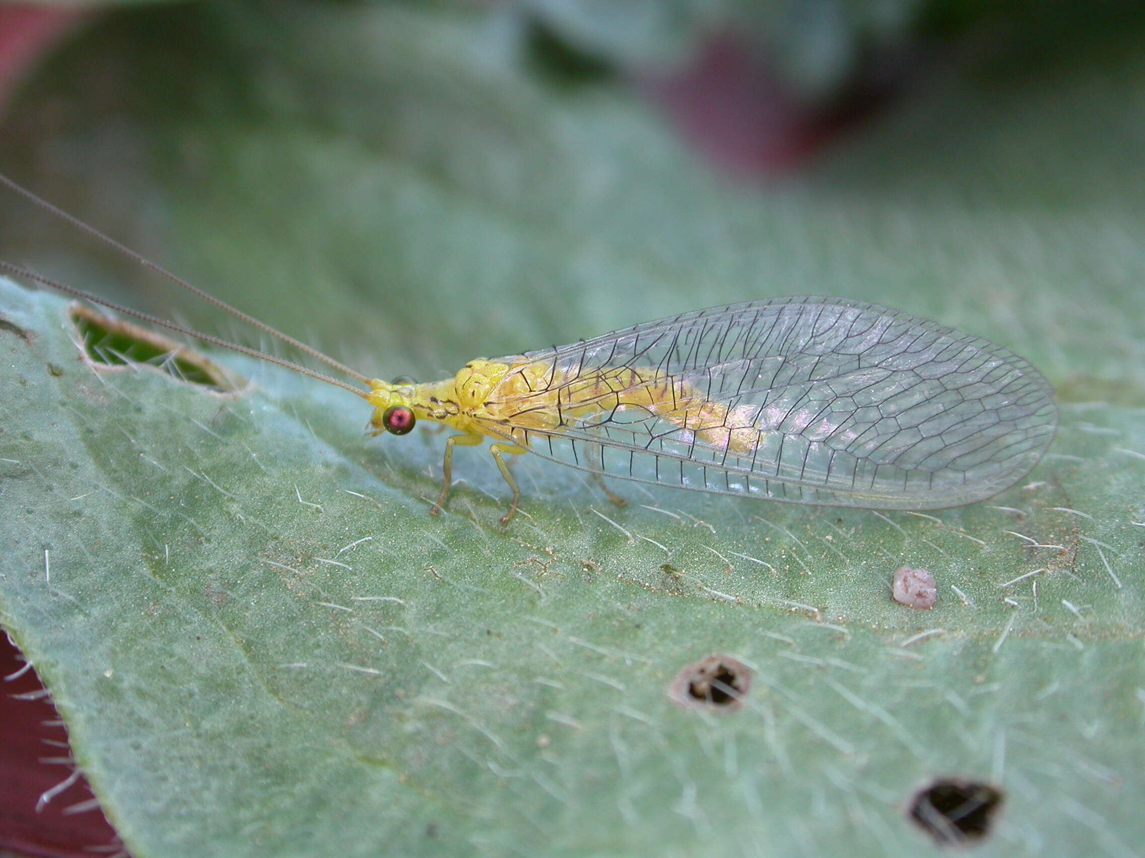 Image of Calochrysa