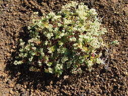 Sivun Euphorbia origanoides L. kuva