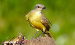 Image of Machetornis Gray & GR 1841