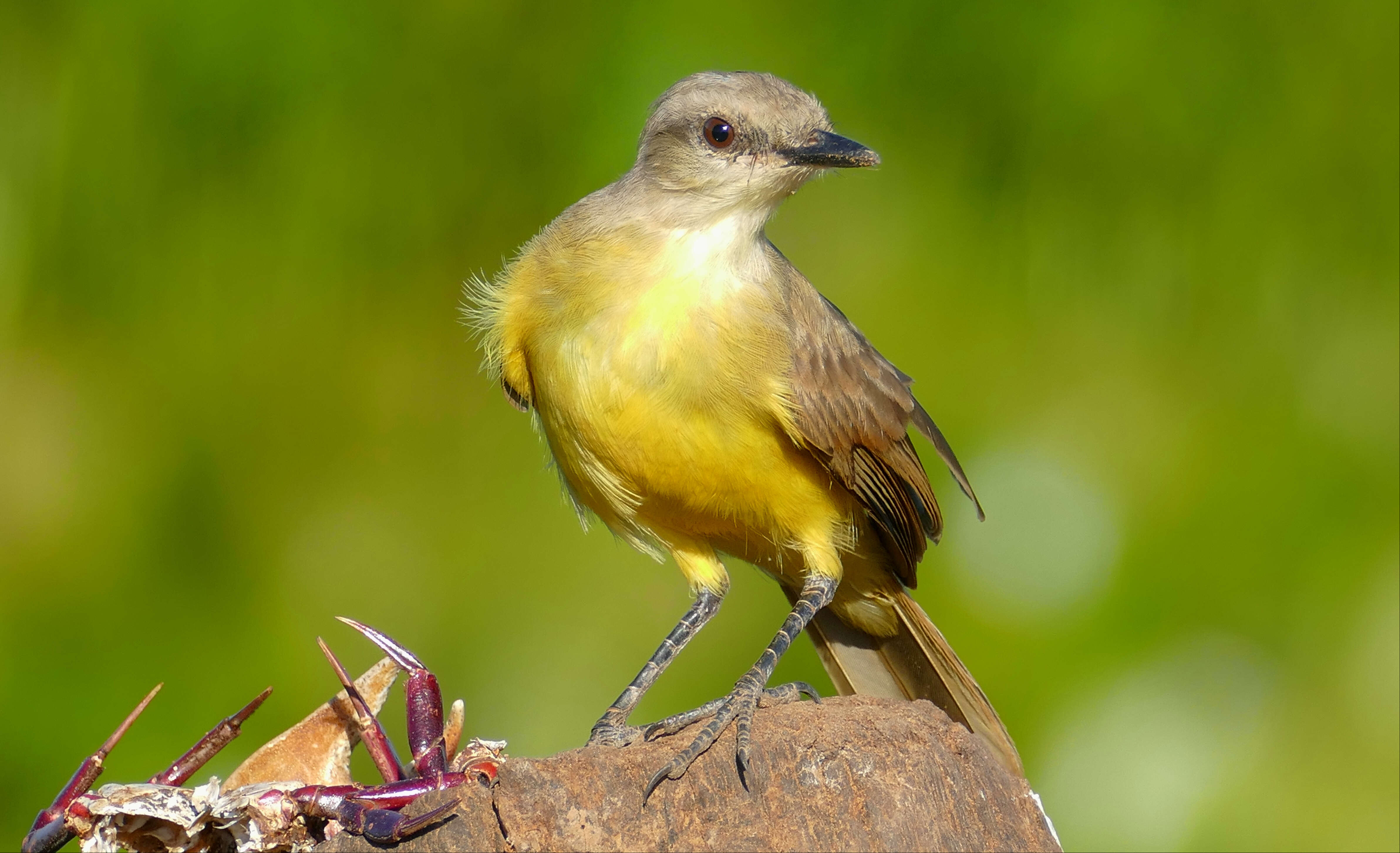 Image of Machetornis Gray & GR 1841