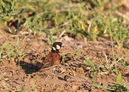 صورة Eremopterix leucotis (Stanley 1814)