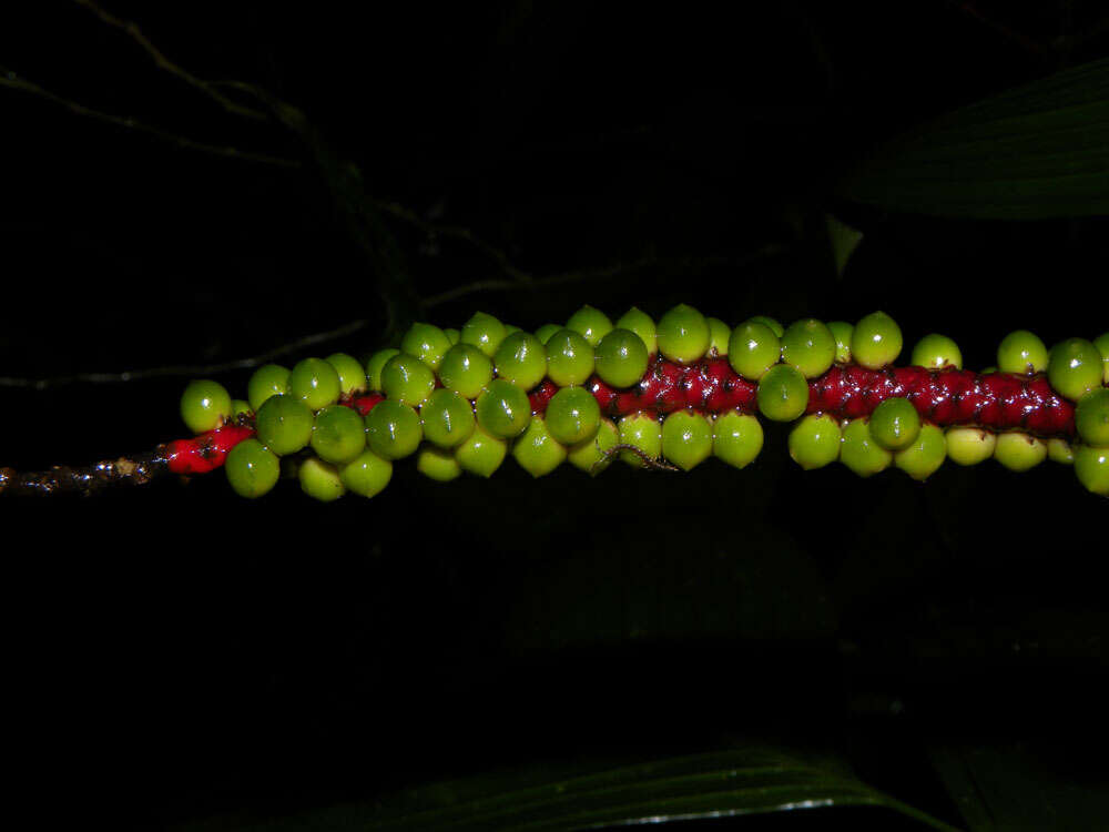 Imagem de Geonoma cuneata H. Wendl. ex Spruce