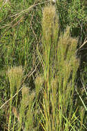 Plancia ëd Andropogon bicornis L.