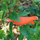 Image de Mitraria coccinea Cav.