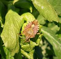 Image of Carpocoris