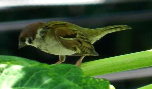 Image of Eurasian Tree Sparrow