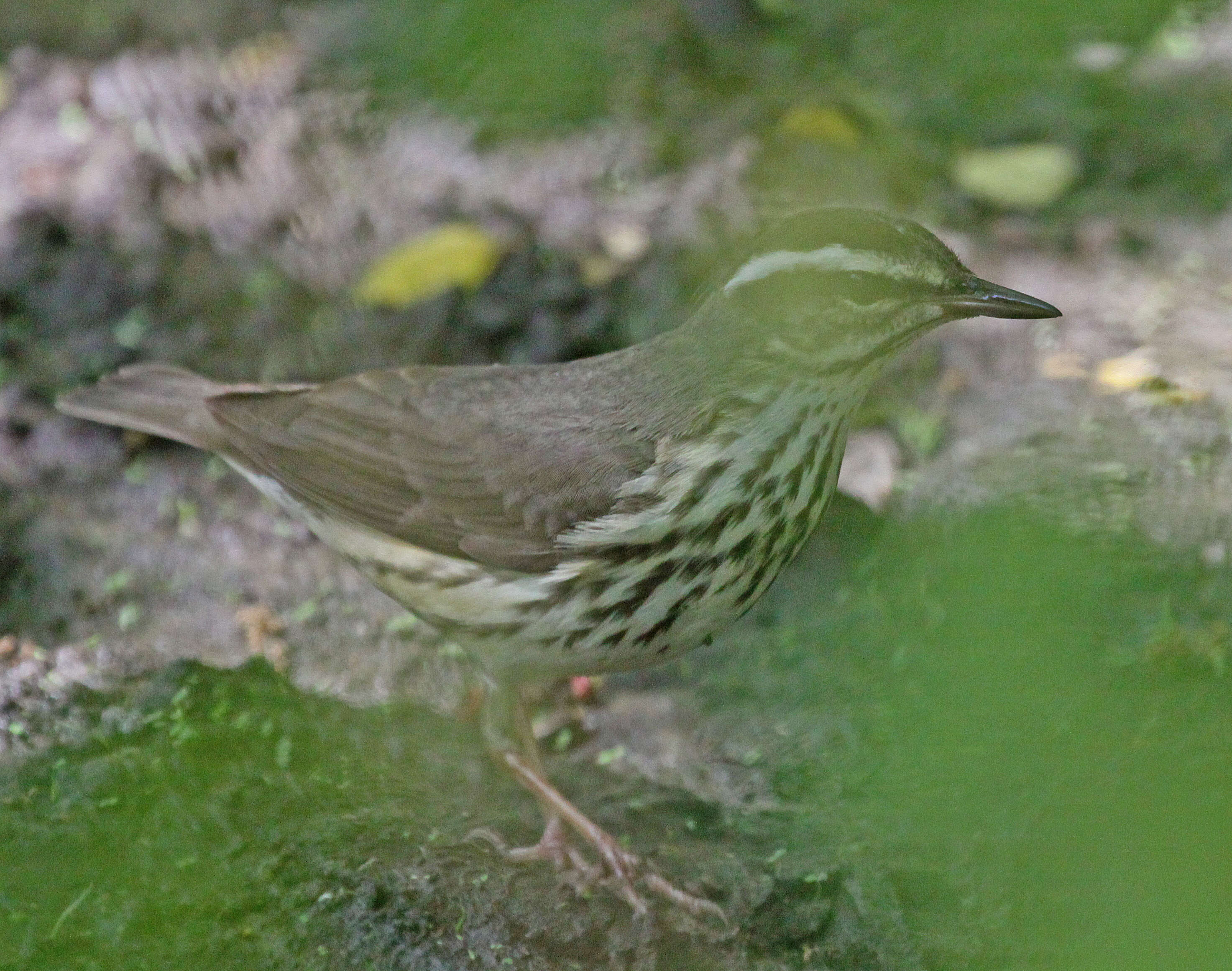 Image of Louisiana Waterthrush