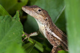 Image of Anguilla Bank Anole