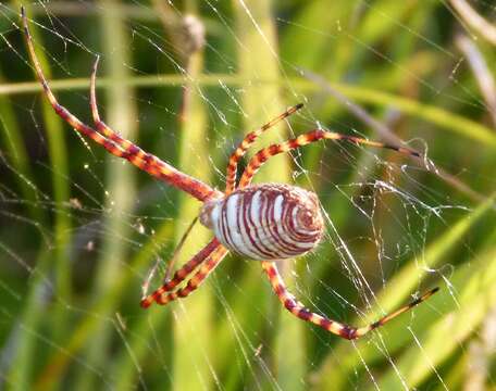 Image of Banded Argiope